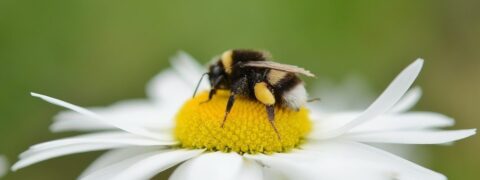Hommel op witte bloem met gele kern tegen een wazige groene achtergrond.