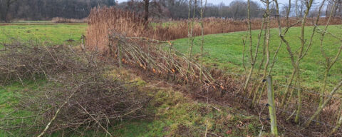 Gevlochten heg met kale, geknotte takken langs een weide. Achtergrond met bomen en riet.