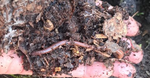 Hand houdt aarde en schors vast met een zichtbare regenworm erop.