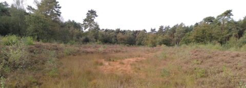 Open heidelandschap met lage begroeiing en omringende bossen onder een heldere lucht.