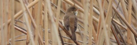 Kleine bruine vogel zit tussen droge rietstengels.
