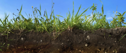 Doorsnede van de grond met groene graszoden en een blauwe lucht op de achtergrond.