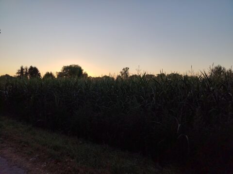 Zonsopgang boven een dichtbegroeid veld met bomen aan de horizon.