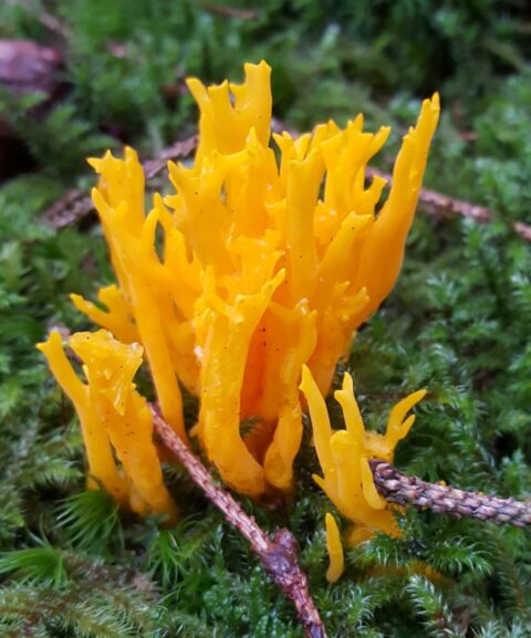 Felle gele koraalzwam op een groene mosbodem met takjes ernaast.