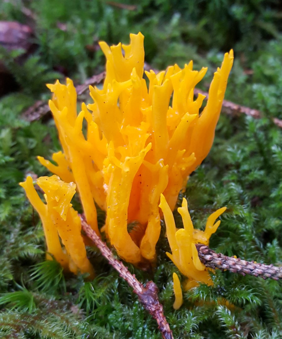 Felle gele koraalzwam op een groene mosbodem met takjes ernaast.
