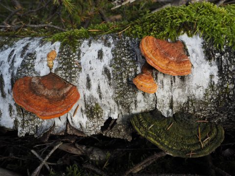 Paddenstoelen excursie