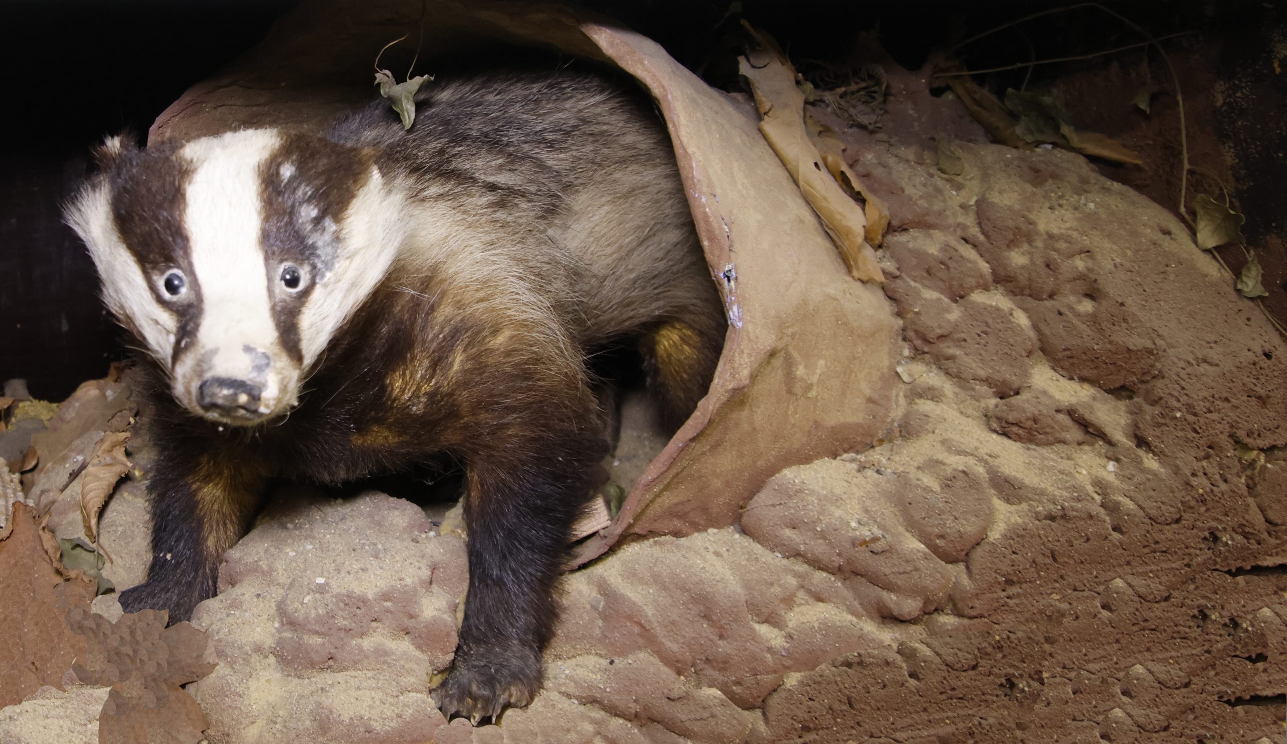 Das in een hol, omgeven door aarde en bladeren.