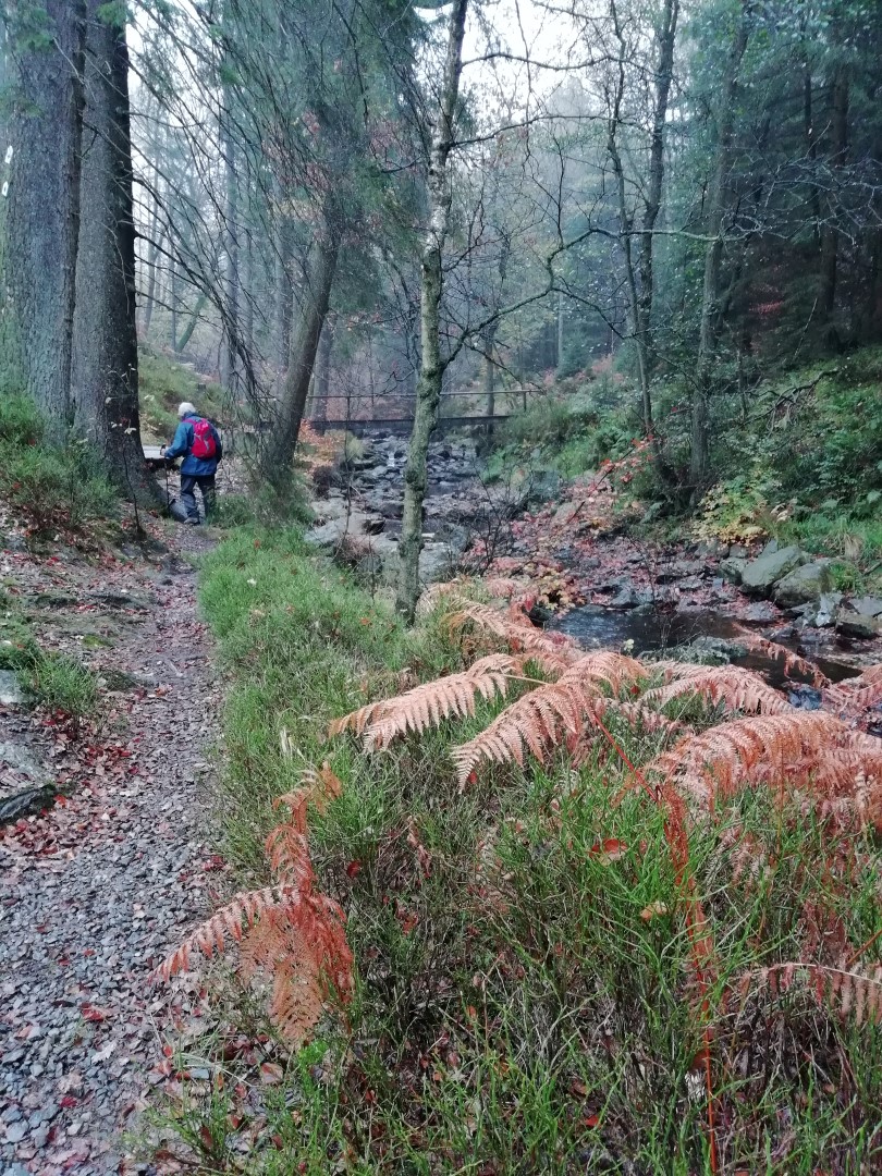 Pad door bos met wandelaar bij beek, omgeven door varens en bomen.