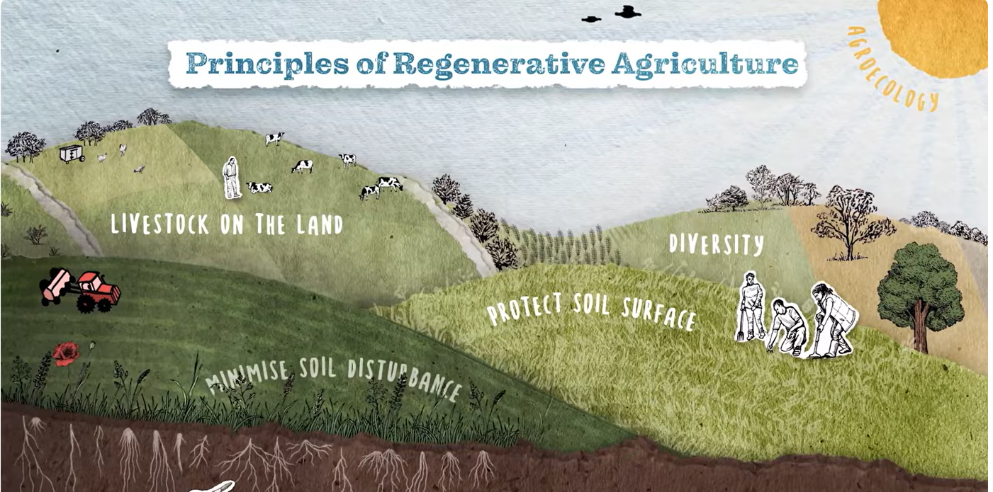 Illustratie van regeneratieve landbouwprincipes: vee, diversiteit, bodem beschermen, bodemverstoring minimaliseren.