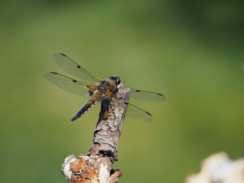 Libelle rustend op een tak, met een onscherpe groene achtergrond.
