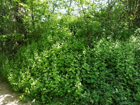 Weelderige groene struiken en planten in een bosrijke omgeving.