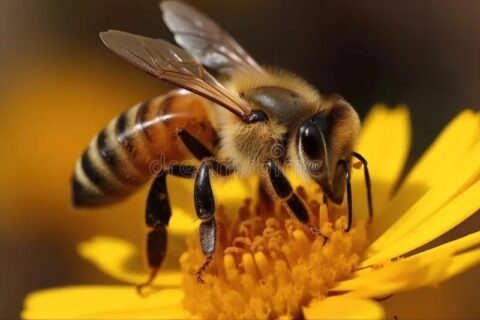 Bij op een gele bloem, drinkt nectar.