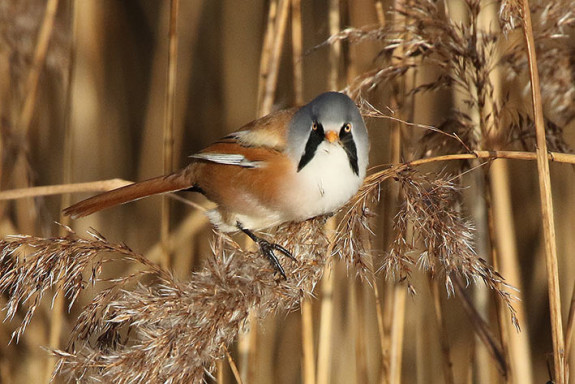 baarmannetje man in riet