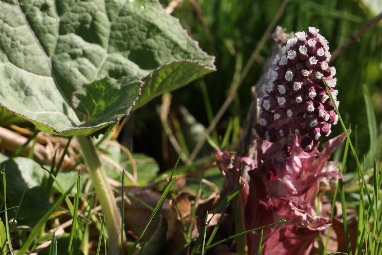 Werkgroep wilde planten