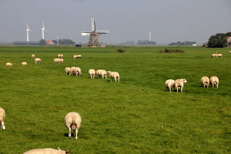 Kleigebied