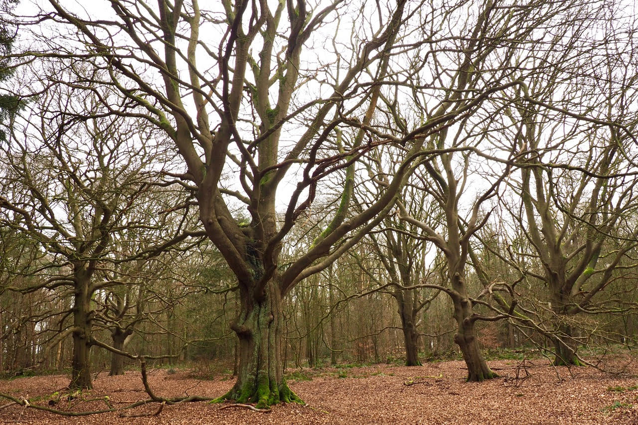 Bomen herkennen in de winter