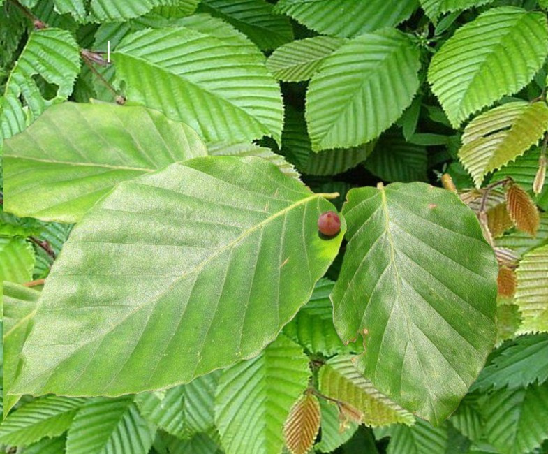 Groene bladeren met een kleine rode bes in het midden.