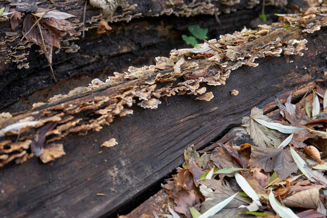 Rotting boomstam met paddenstoelen en herfstbladeren in een bos.