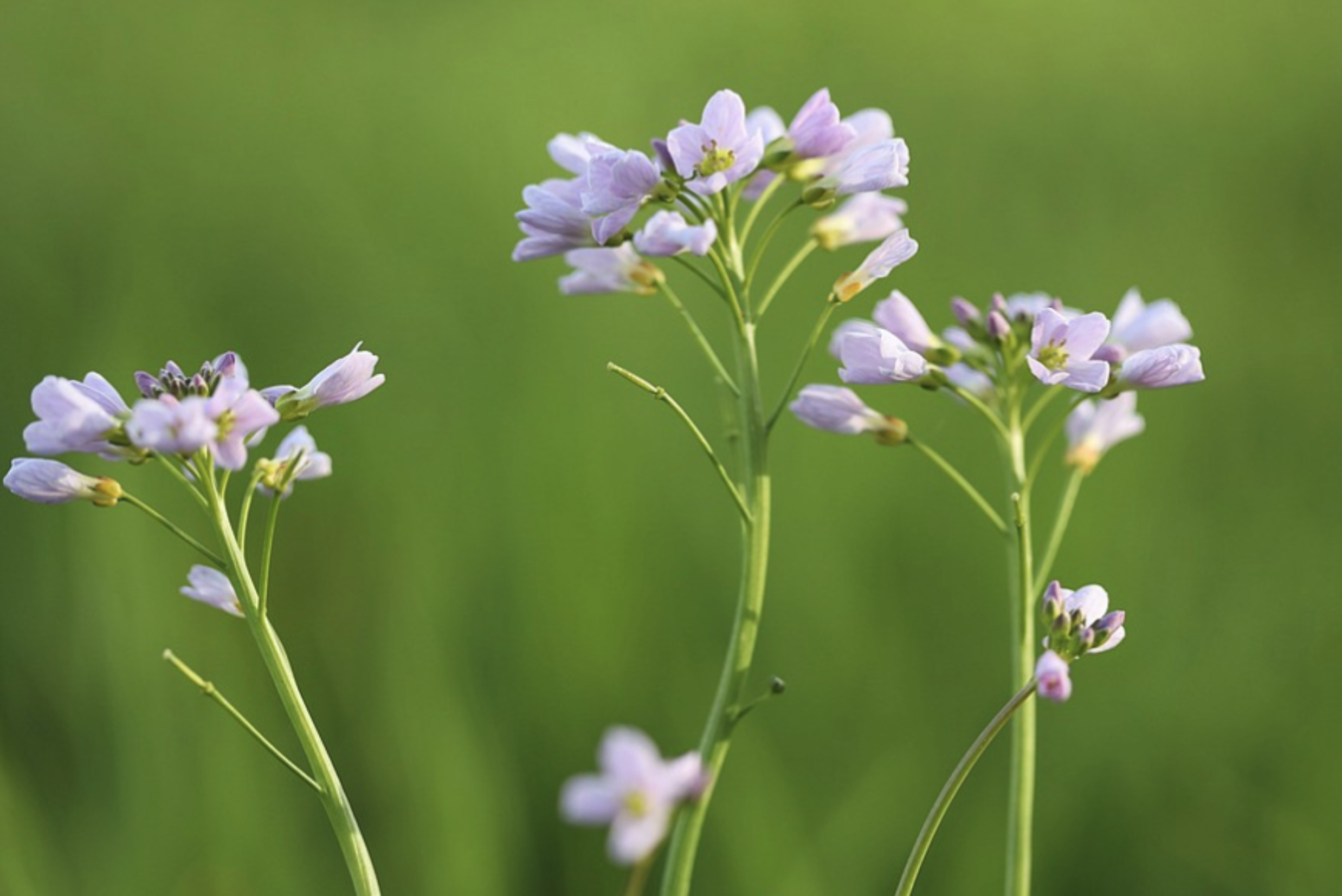 Lichtpaarse wilde bloemen tegen een groene onscherpe achtergrond.