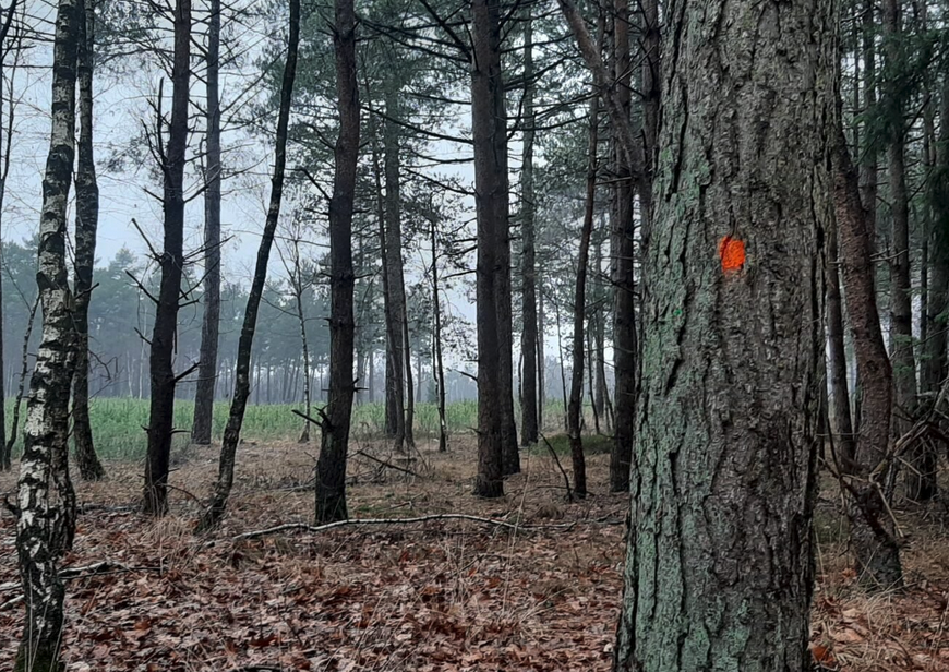 Bos met kale bomen; dichtstbijzijnde boom heeft een oranje markering op de schors.