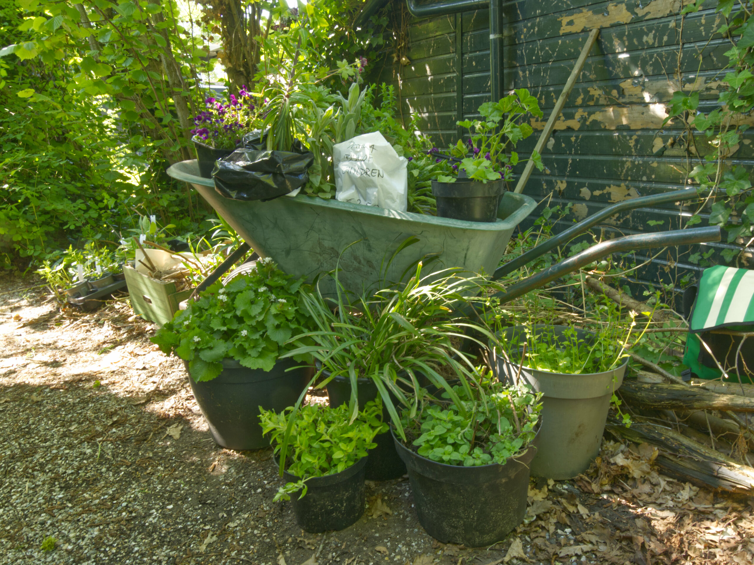 Een kruiwagen vol planten en potten staat naast een verweerde houten schuur in een groene tuin.
