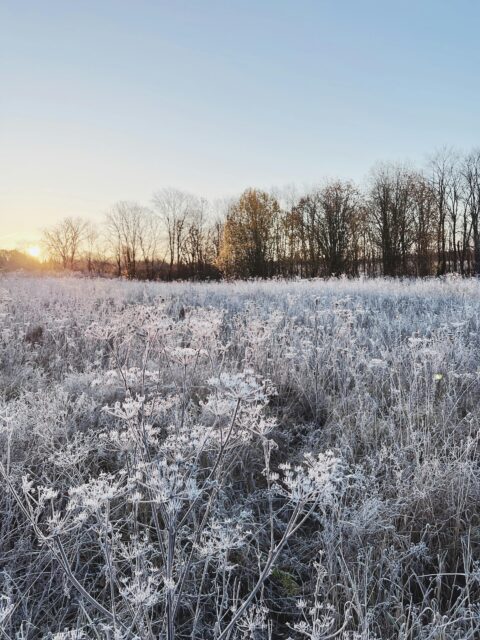 Bevroren veld bij zonsopgang met bomen aan de horizon onder een heldere lucht.