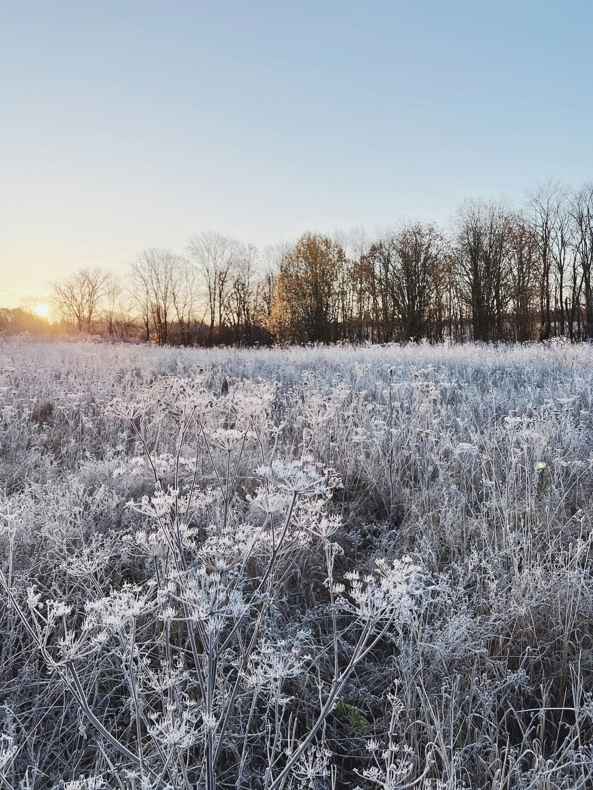 Bevroren veld bij zonsopgang met bomen aan de horizon onder een heldere lucht.