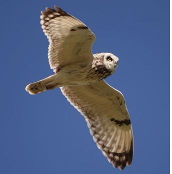 Uil in vlucht tegen een heldere blauwe hemel.
