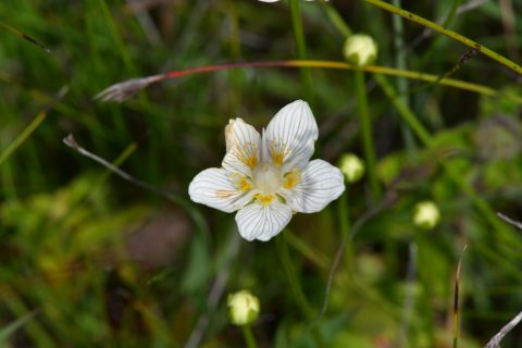 Parnassia