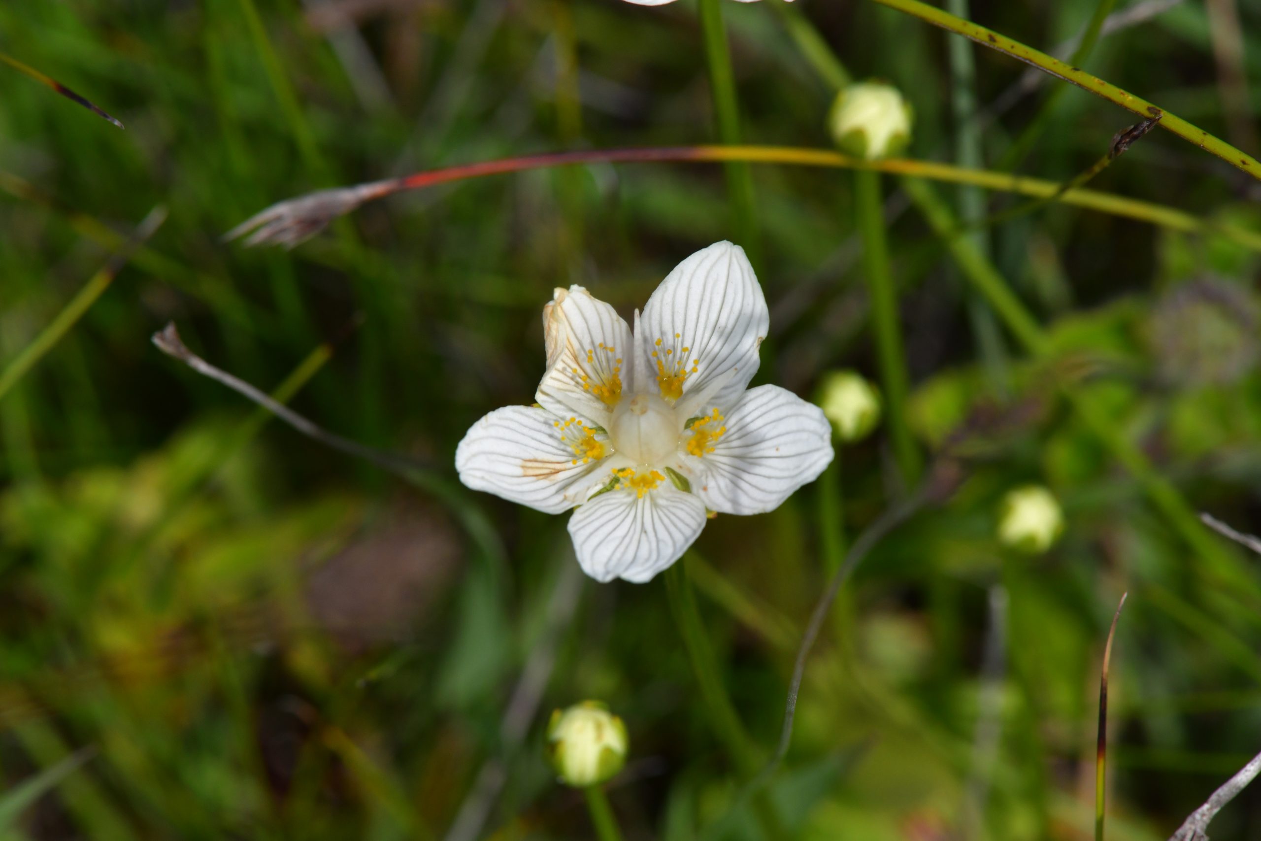 Parnassia