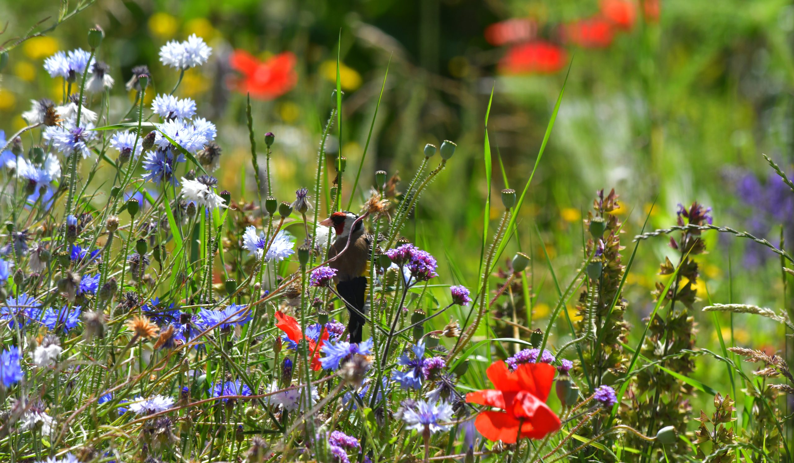 Veld vol kleurrijke bloemen met een vogel die tussen blauwe en rode bloesems zit.