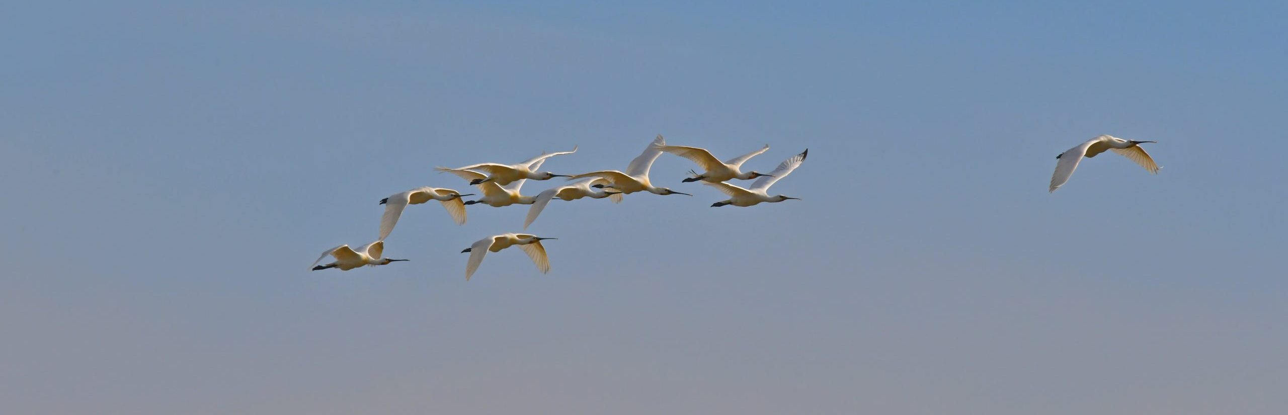 Vlucht van negen witte lepelaars tegen een blauwe lucht.