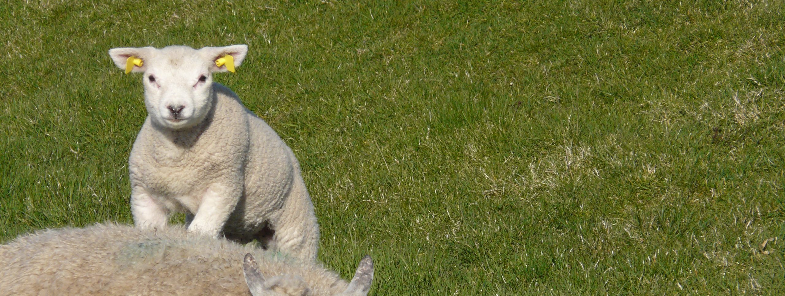 Lammetje met gele oormerken staat op groen gras naast een schaap.