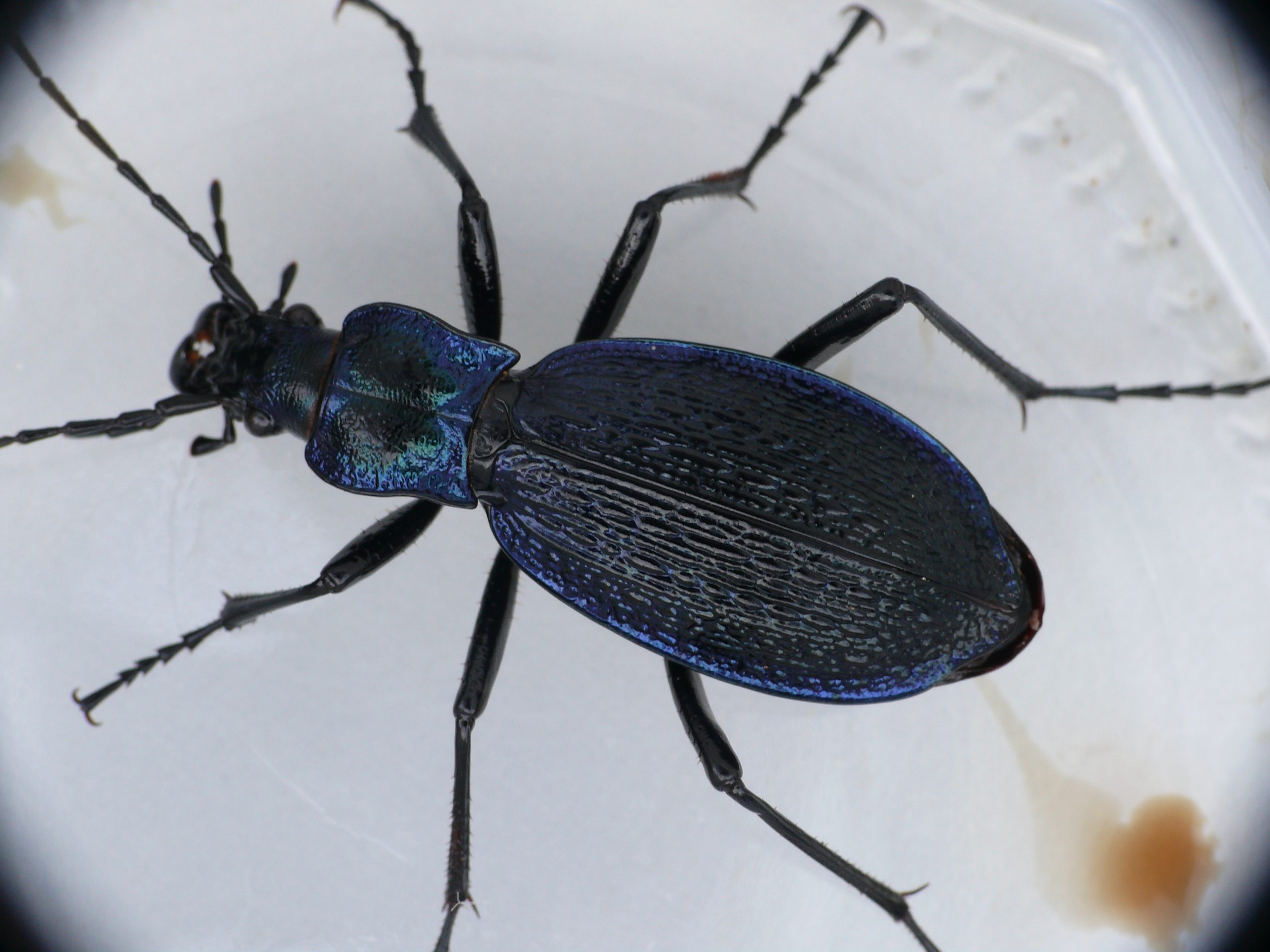 Glanzend blauwe kever op een witte achtergrond, zicht van bovenaf.
