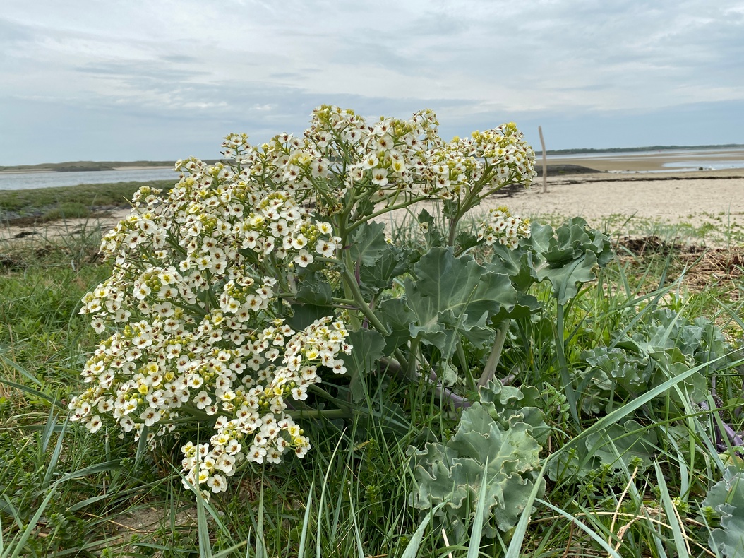 zeekool strand zee mokbaai