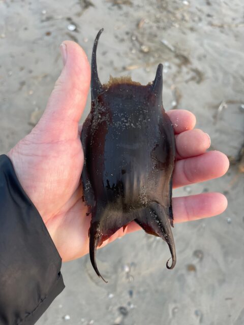 Hand houdt een donker ei van een rog op het strand.