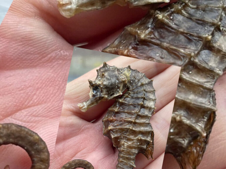 Gedroogd zeepaardje ligt in hand, met zichtbare schubben en gedetailleerde textuur.