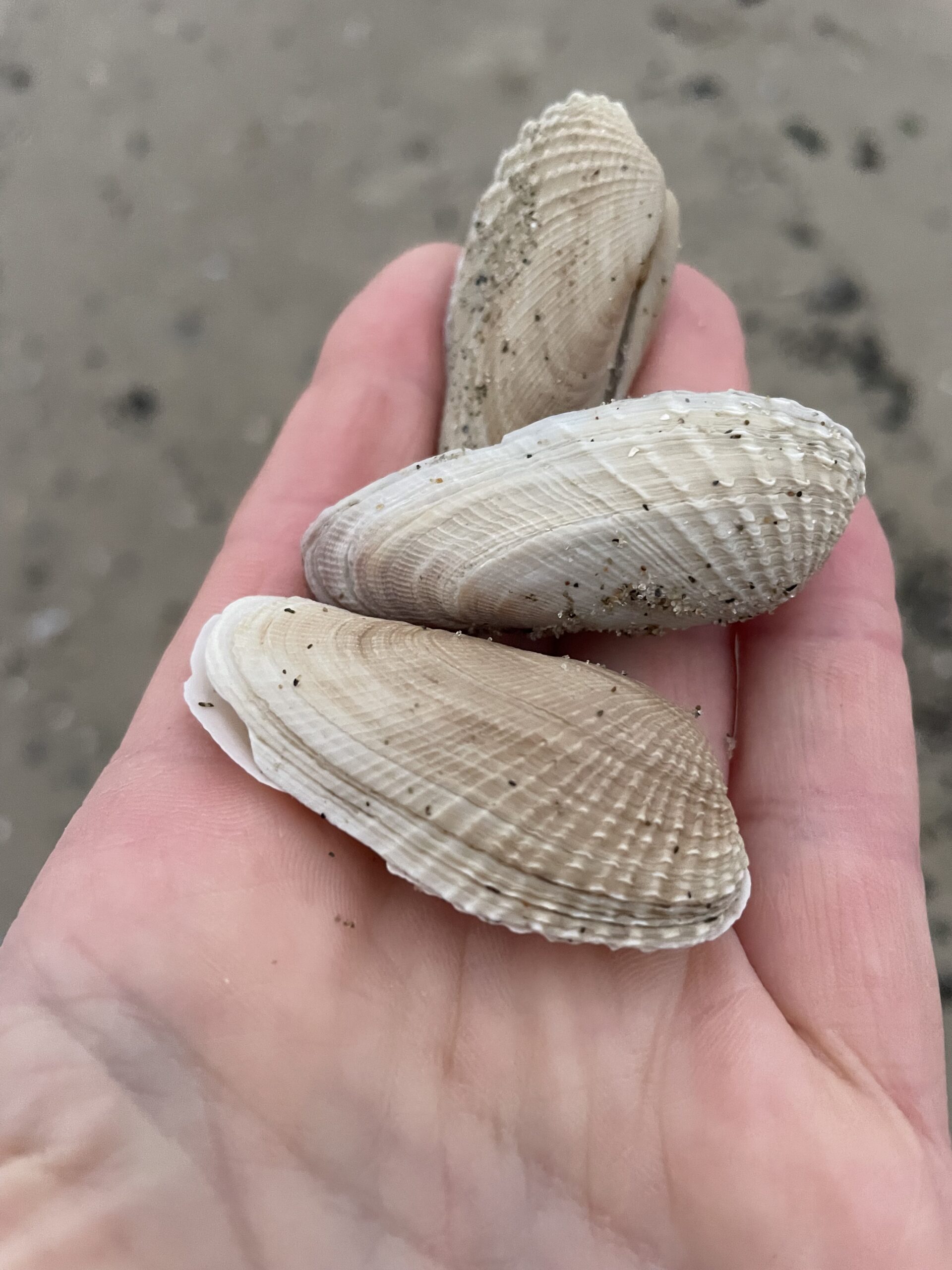 Hand houdt drie schelpen met zandkorrels, strandachtergrond.