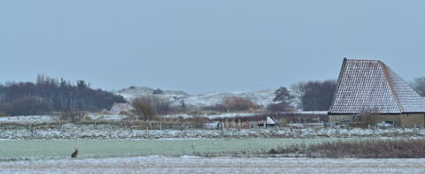 Sneeuwlandschap met een konijn, een huis met een rood dak en heuvels op de achtergrond.