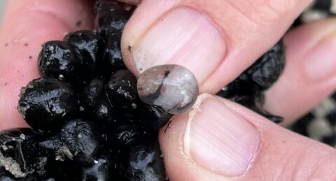 Een hand houdt een kleine, glanzende zwarte vrucht vast in de vingers.