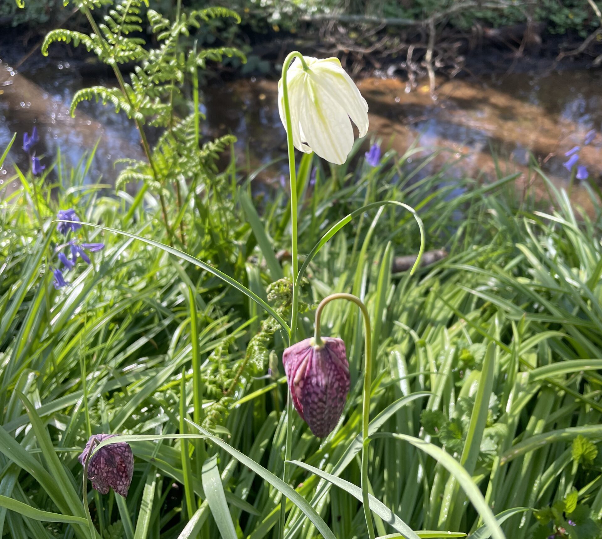 Witte en paarse bloemen tussen groen gras, met een beekje op de achtergrond.