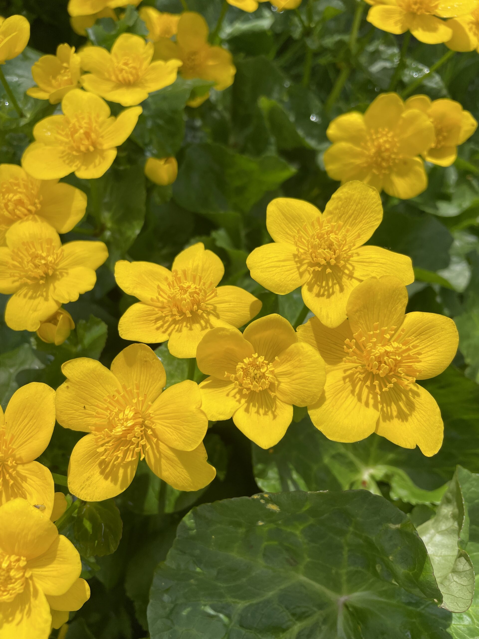 Gele bloemen met groene bladeren, met zonlicht erop stralend in een tuinomgeving.