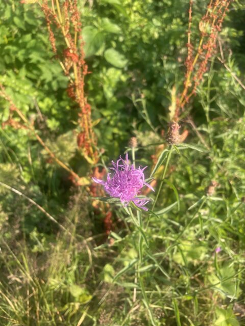 Paarse bloem in weelderig groen gras, met enkele rode stengels op de achtergrond.