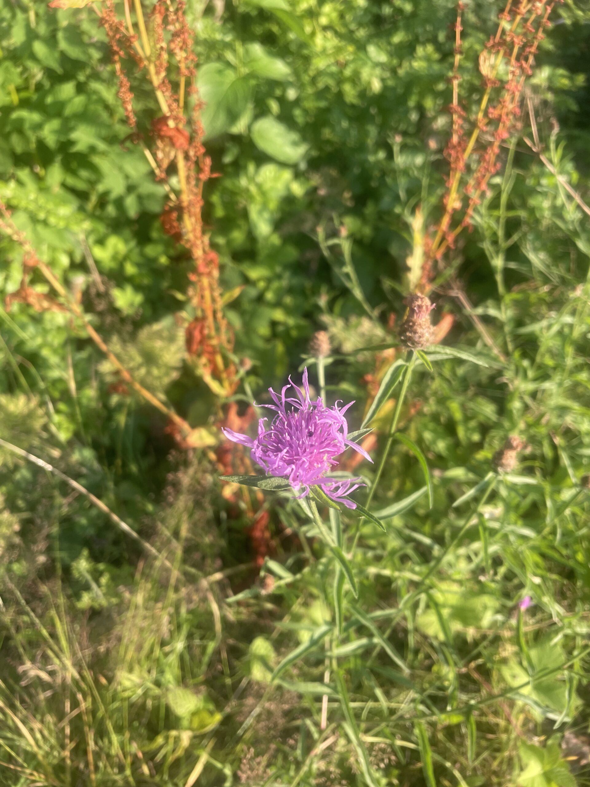 Paarse bloem in weelderig groen gras, met enkele rode stengels op de achtergrond.