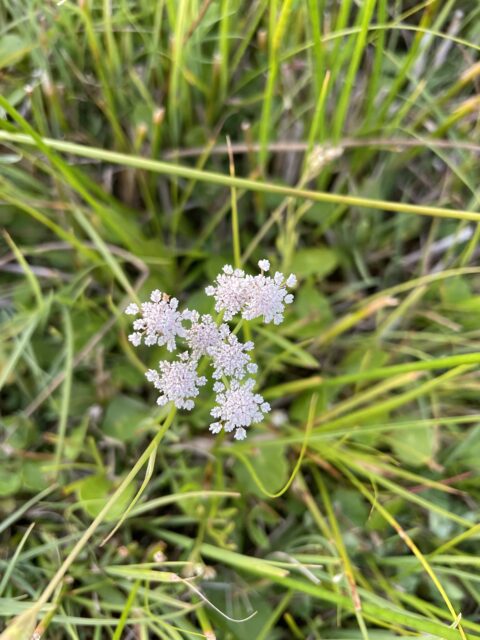 Witte bloemetjes in het gras met groene bladeren op de achtergrond.