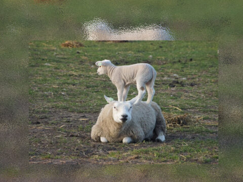 Lam staat op de rug van een liggend schaap in een grasveld.