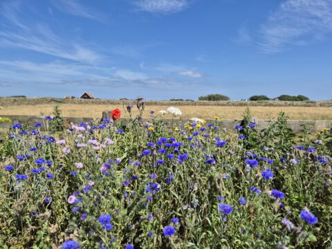 Velden met wilde bloemen en een boerderij op de achtergrond onder een heldere blauwe hemel.