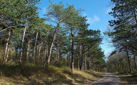 Bosrijk pad omgeven door hoge bomen onder een heldere blauwe lucht.
