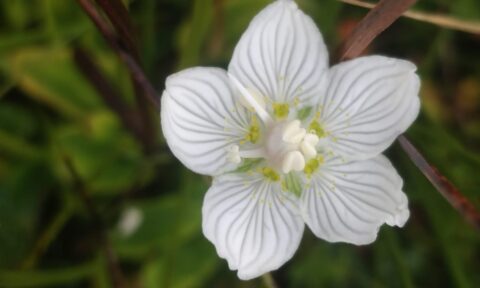 Witte bloem met vijf bloemblaadjes en gele accenten tegen een groene achtergrond.