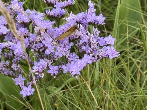 Paarse bloemen met grashopper in groen gras.